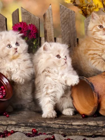 Produit Chats Persans Image