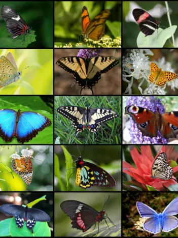 Produit Collage - Papillons Image