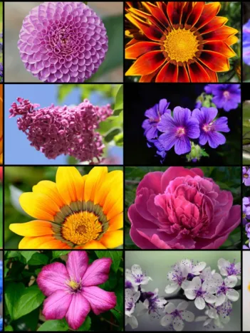 Produit Collage - Fleurs de Printemps Vives Image