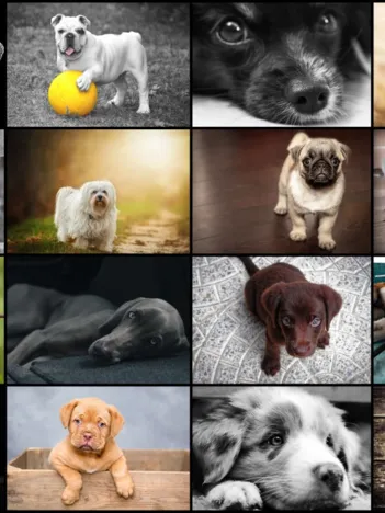 Produit Collage - Chiens Image