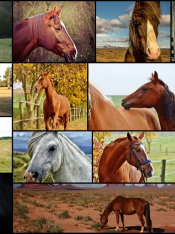 Produit Collage - Chevaux Image