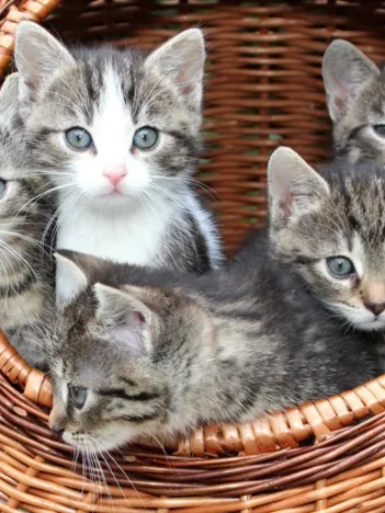 Produit Chatons dans le Panier Image