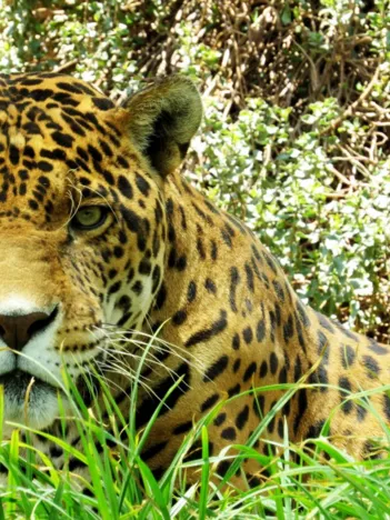 Produit Jaguar Image