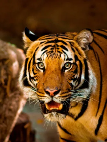 Produit Tigre Rugissant Image