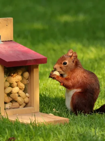 Produit Ecureuil Image