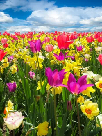 Produit Tulipes Image