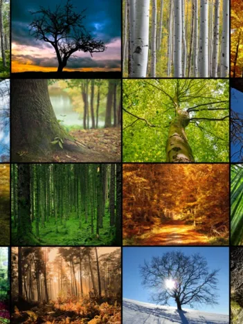 Produit Collage - Arbres Image