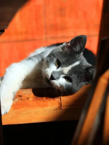 Produit Chaton Image