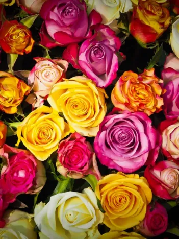 Produit Roses1 Image