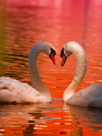 Produit Cygnes Image