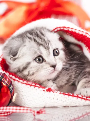 Produit Chaton de Noël Image