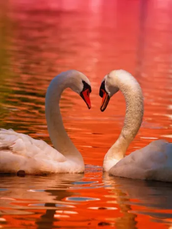 Produit Cygnes Image