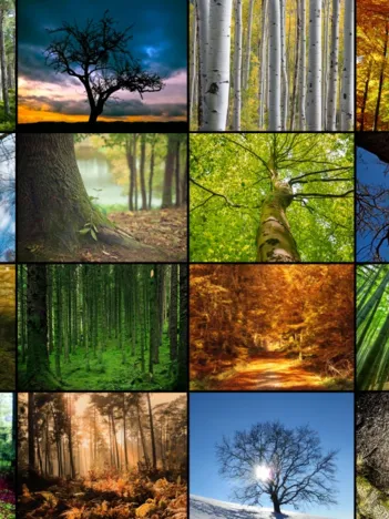 Produit Collage - Arbres Image
