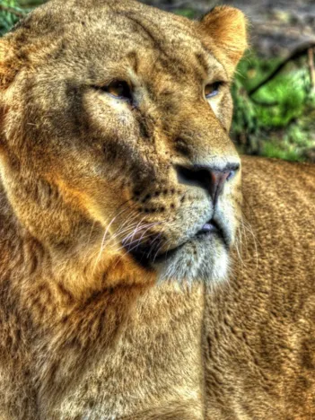 Produit Lionne Image