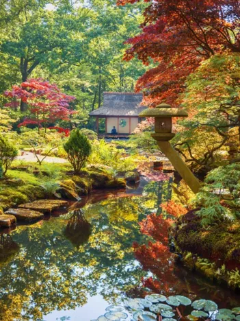 Produit Forêt Zen Image