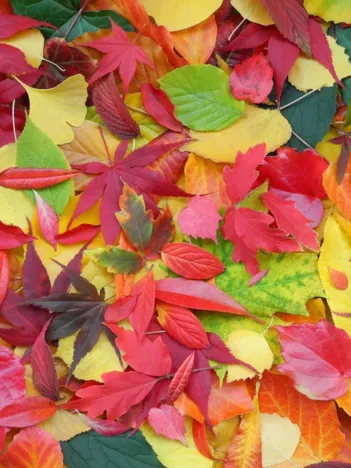 Produit Feuilles d'Automne Image