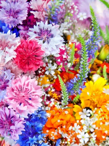 Produit Explosion de Fleurs Image