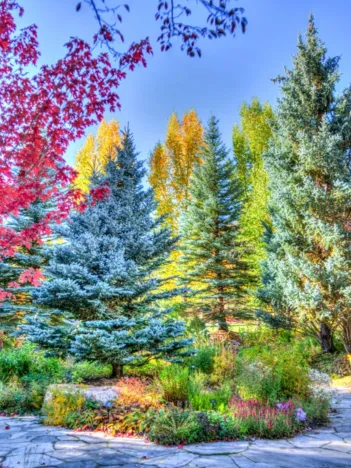 Produit Forêt Colorée, Colorado, USA Image