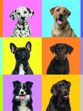 Produit Collage de Chiens Image