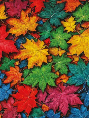 Produit Feuilles Colorées Image