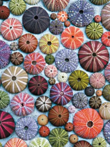 Produit Oursins de Mer Image