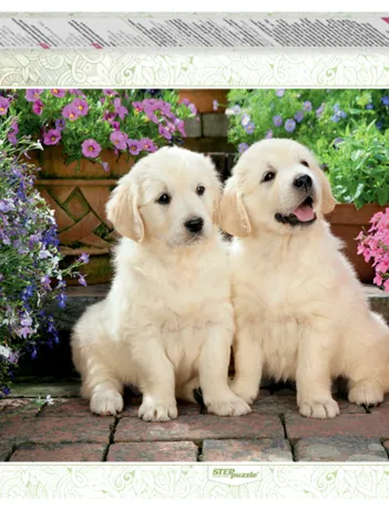 Produit Un Couple de Chiots Image