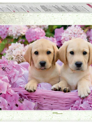 Produit Chiots Image