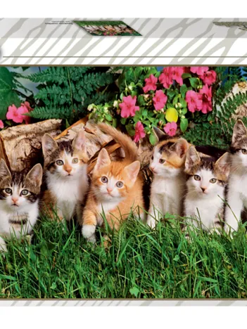Produit Famille de Chats Image