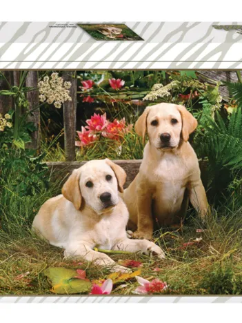 Produit Labradors Image