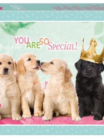 Produit Studio Pets Image