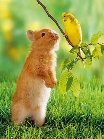 Produit Lapin et Perruche Image