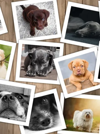 Produit Chiens Image