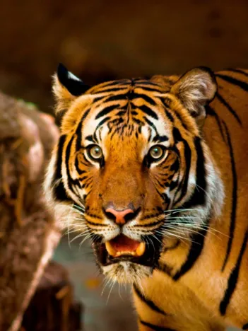 Produit Tigre Rugissant Image