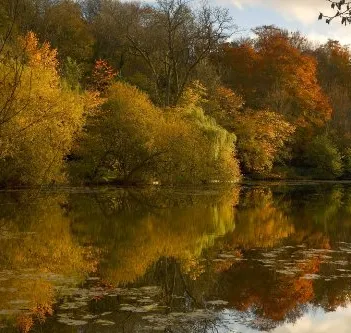 Produit Autumn Leaves, Cotswolds Image