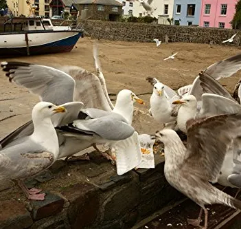 Produit Gourmet Gulls, Illfracombe, Devon Image
