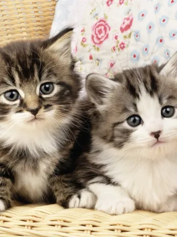 Produit Chatons Image