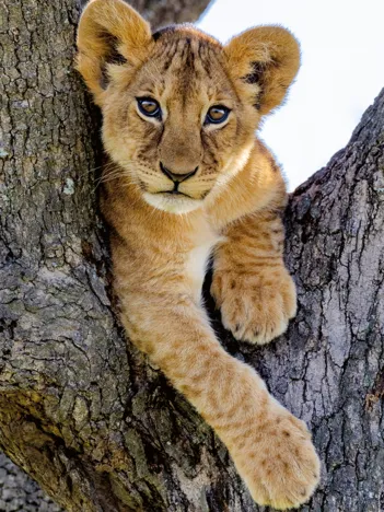 Produit Lionceau du Désert Image