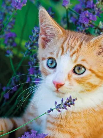 Produit Pièces XXL - Chaton Roux dans la Lavande Image