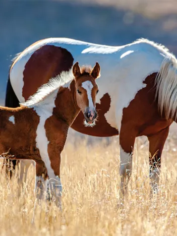Produit Jument et Son Poulain Image
