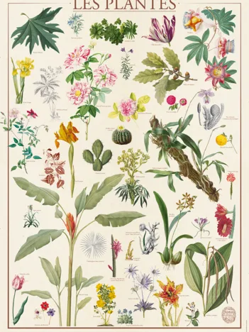 Produit Muséum National d'Histoire Naturelle - Les Plantes Image