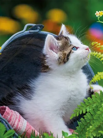 Produit Petit Chaton Curieux Image