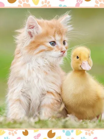 Produit Chaton Roux et Bébé Canard Image