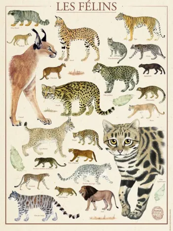 Produit Les félins - Muséum National d'Histoire Naturelle Image
