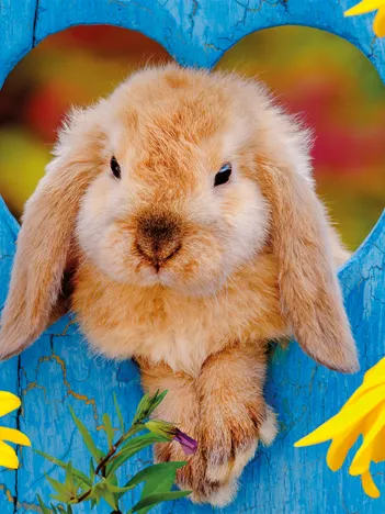 Produit Petit lapin nain bélier Image