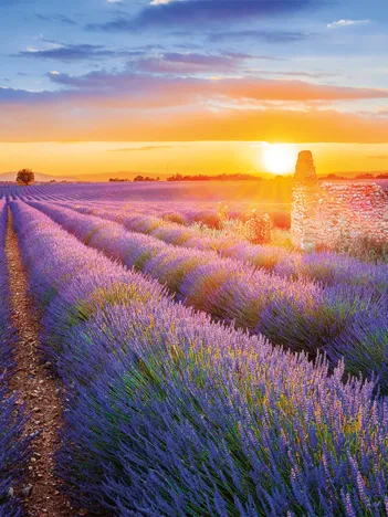 Produit Collection Régions de France - Route de la Lavande, Valensole Image