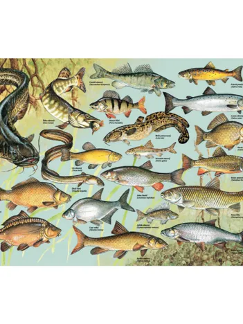 Produit Poissons Image