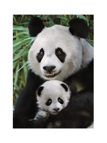 Produit Panda Image