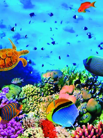 Produit Coraux Image