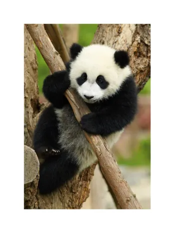 Produit Mini-puzzle Panda Image