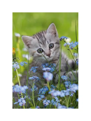 Produit Mini-puzzle Chat Image